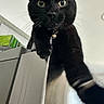 black_cat, cat, pet, indoor, curious, whiskers, collar, bell, appliance, kitchen, feline, closeup, looking_at_camera, animal, domestic_cat, playful, cute, fur, eye_contact, household