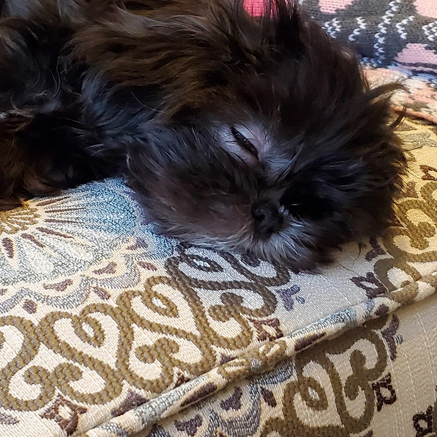 Poppy