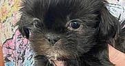 Poppy joined the competition — help win amazing prizes! puppy, dog, black_dog, small_dog, fluffy, cute, pet, animal, hand, person, shirt, colorful_shirt, patterned_shirt, indoor, portrait, young_dog, looking_at_camera, holding, close_up, adorable