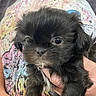 puppy, dog, black_dog, small_dog, fluffy, cute, pet, animal, hand, person, shirt, colorful_shirt, patterned_shirt, indoor, portrait, young_dog, looking_at_camera, holding, close_up, adorable