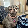 Poppy joined the competition — help win amazing prizes! dog, pet, indoor, couch, blanket, pillow, collar, tag, fur, small_dog, cute, animal, companion, domestic, relaxed, seated, focused, cozy, furniture, home