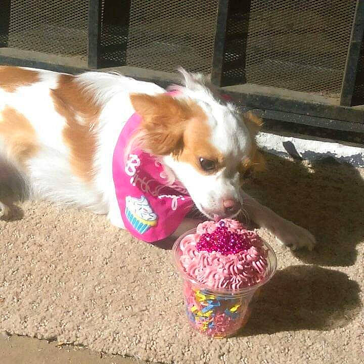 Diamond joined the competition — help win amazing prizes! canidae, carnivore, collar, dairy, dessert, dog, dog_breed, dog_supply, frozen_dessert, fur, gelato, ice_cream, ice_cream_cone, mammal, mesh, pet_supply, snout, soy_ice_cream, sporting_group, working_animal