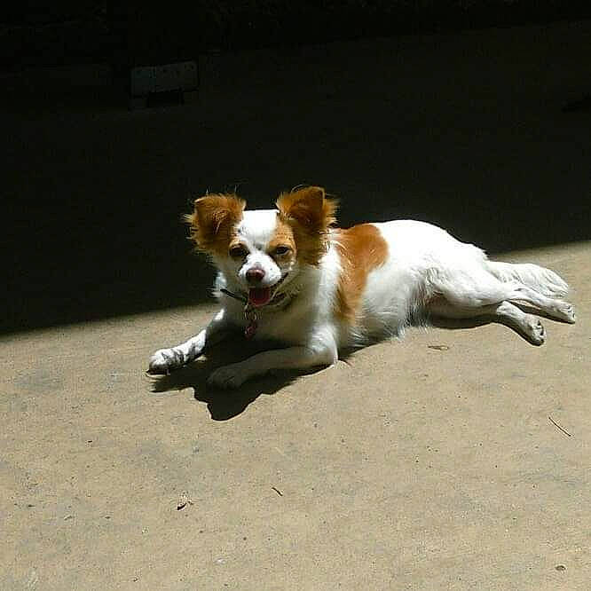 Diamond is registered to the contest to win money with this photo: canidae, carnivore, collar, companion_dog, dog, dog_breed, dog_supply, hunting_dog, jumping, liver, mammal, pembroke_welsh_corgi, snout, sporting_group, tail, tongue, welsh_corgi, working_animal