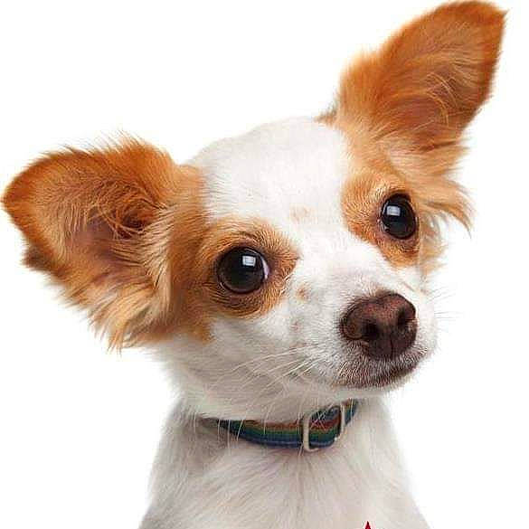 Diamond joined the competition — help win amazing prizes! brown, canidae, carnivore, chihuahua, companion_dog, dog, dog_breed, fawn, fur, liver, mammal, non_sporting_group, organism, snout, sporting_group, toy_dog, vertebrate, welsh_corgi, whiskers, working_animal