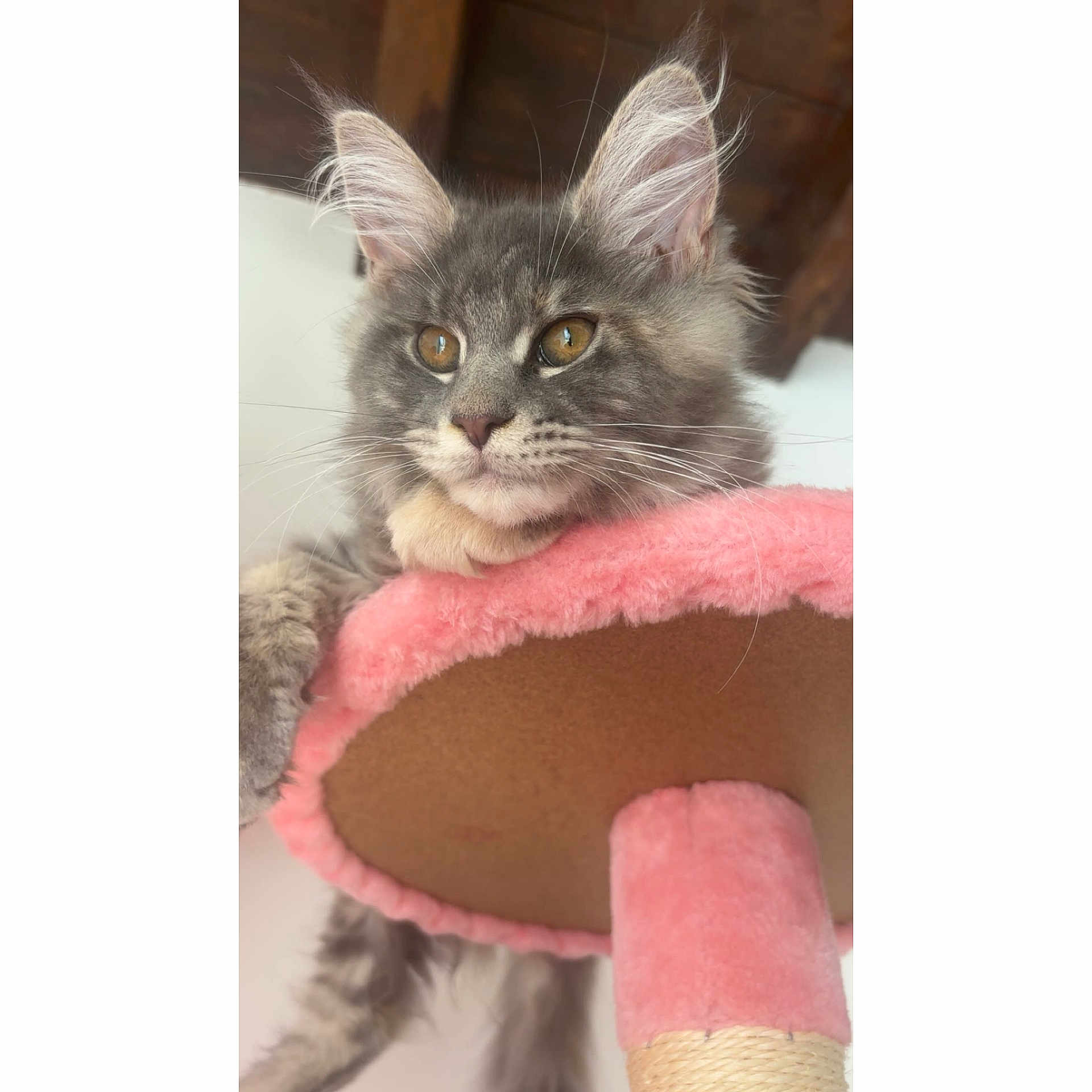 Anka participe au concours pour gagner de l'argent avec cette photo : amber_eyes, animal, cat, cat_tree, closeup, curious, ears, feline, fluffy, gray_fur, indoor, kitten, paw, pet, pink, relaxed, soft_texture, whiskers, wooden_beams, young_cat