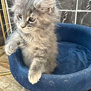Anka participe au concours pour gagner de l'argent avec cette photo : kitten, cat, gray_cat, fluffy, pet_bed, blue_bed, whiskers, curious, young_cat, indoor, floor, tiles, cozy, feline, playful, fur, animal, small_pet, closeup, domestic_cat