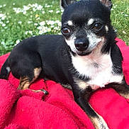 Toby a rejoint le concours — aidez-le/la à gagner de superbes lots ! dog, chihuahua, small_dog, black_dog, tan_markings, pet, outdoor, garden, grass, flowers, blanket, red_blanket, animal, cute, relaxed, lying_down, fur, ears, canine, nature