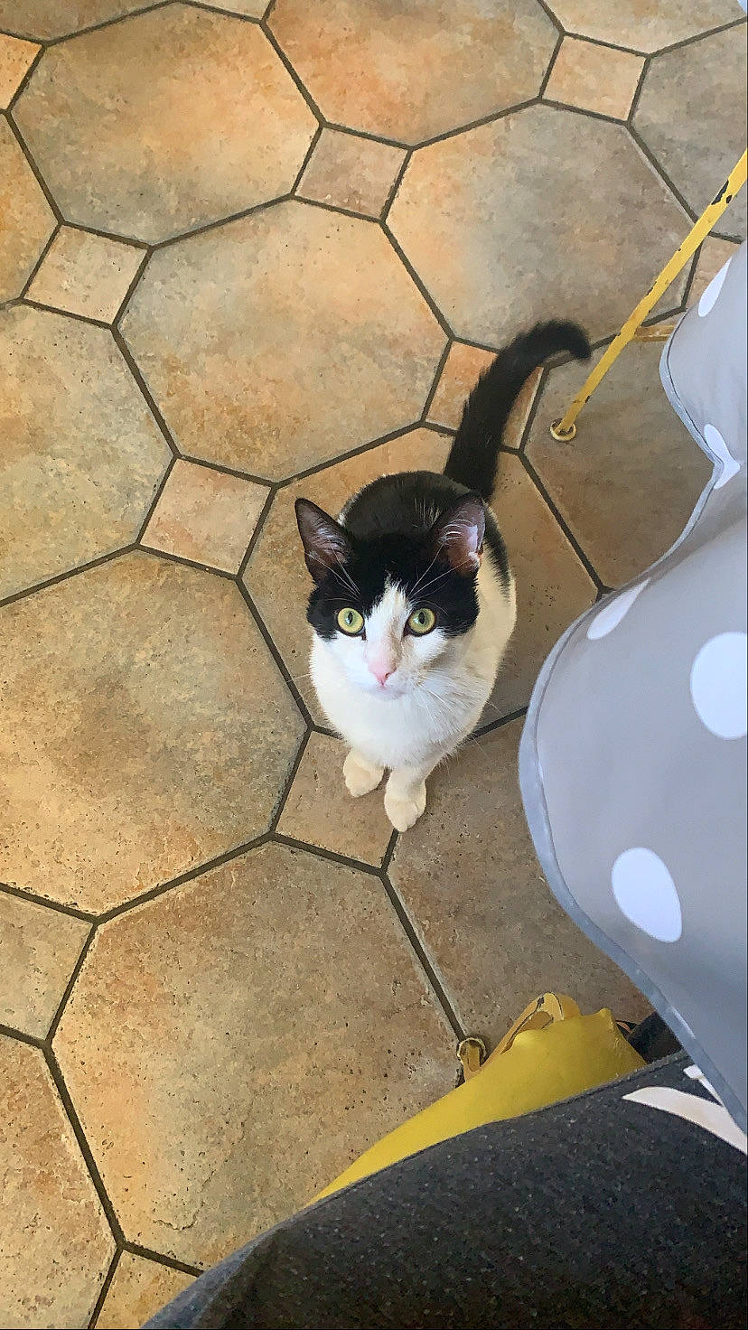Papuche participe au concours pour gagner de l'argent avec cette photo : carnivore, cat, concrete, domestic_short_haired_cat, felidae, flagstone, floor, flooring, fur, grey, road_surface, roof, shadow, sidewalk, small_to_medium_sized_cats, snout, tail, tints_and_shades, whiskers, wood