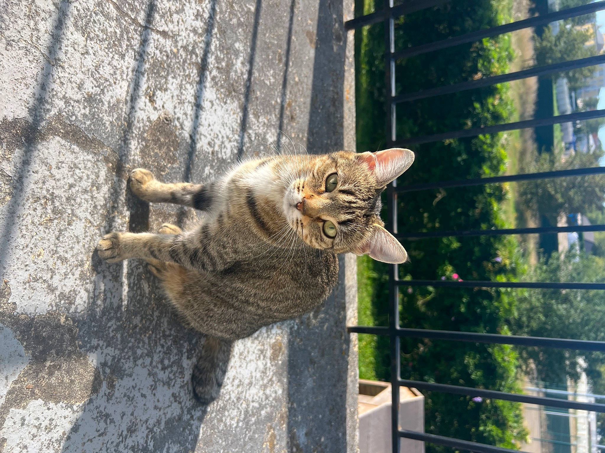 Nonoche participe au concours pour gagner de l'argent avec cette photo : art, carnivore, cat, claw, domestic_short_haired_cat, fawn, felidae, fence, fur, plant, small_to_medium_sized_cats, snout, tail, terrestrial_animal, tree, trunk, whiskers, wildlife, window, wood