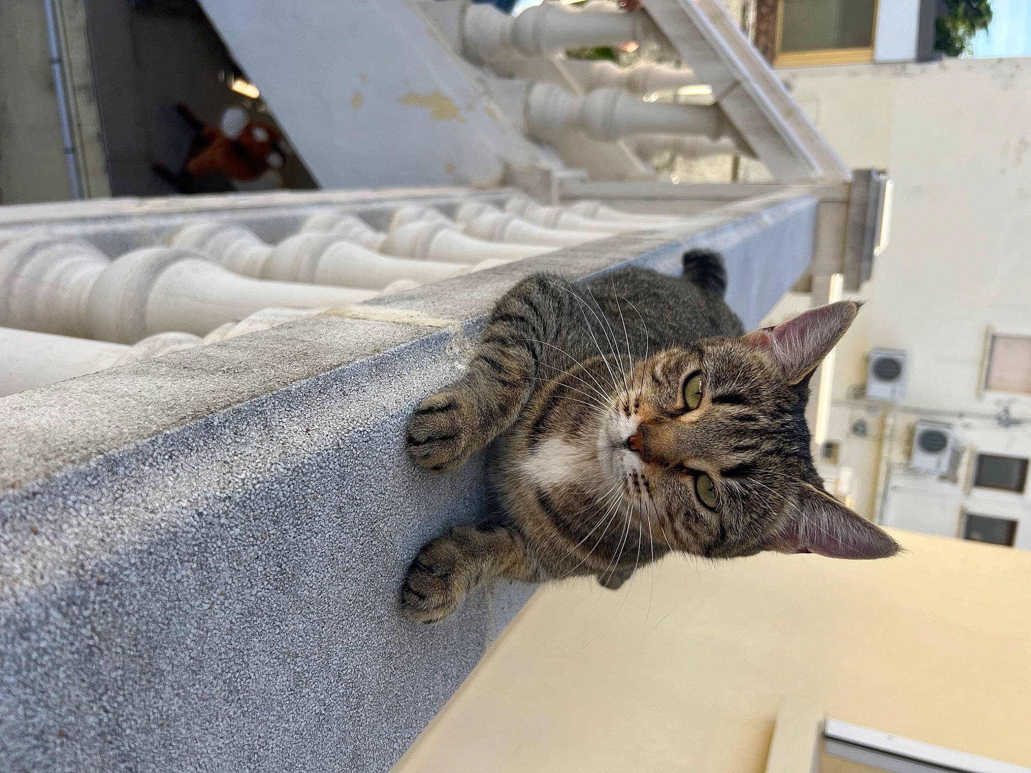 Nonoche participe au concours pour gagner de l'argent avec cette photo : carnivore, cat, comfort, domestic_short_haired_cat, felidae, fur, grey, metal, paw, room, small_to_medium_sized_cats, snout, tail, terrestrial_animal, whiskers