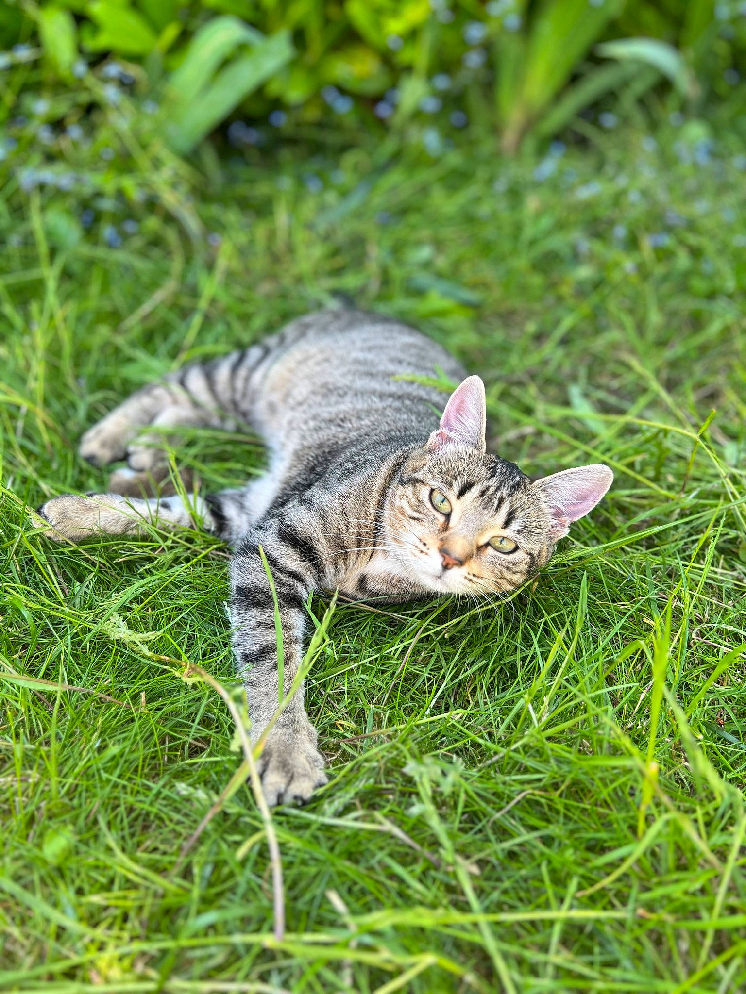 Nonoche a rejoint le concours — aidez-le/la à gagner de superbes lots ! carnivore, cat, domestic_short_haired_cat, fawn, felidae, fur, grass, grassland, groundcover, paw, plant, sitting, small_to_medium_sized_cats, snout, tail, terrestrial_animal, tree, whiskers