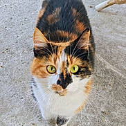 Trixi is registered to the contest to win money with this photo: animal, calico_cat, cat, close_up, concrete, curious, cute, daylight, fur, green_eyes, leg, looking_up, mammal, outdoor, pet, portrait, texture, walking, whiskers, wicker_chair