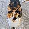 animal, calico_cat, cat, close_up, concrete, curious, cute, daylight, fur, green_eyes, leg, looking_up, mammal, outdoor, pet, portrait, texture, walking, whiskers, wicker_chair