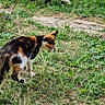 Trixi is registered to the contest to win money with this photo: animal, calico_cat, calico_pattern, cat, curious, daylight, exploration, feline, grass, greenery, mammal, nature, outdoor, pet, plants, small_animal, two_cats, walking, wildlife, yard