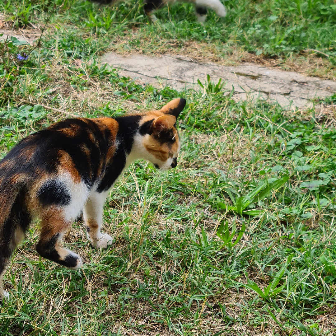 Trixi