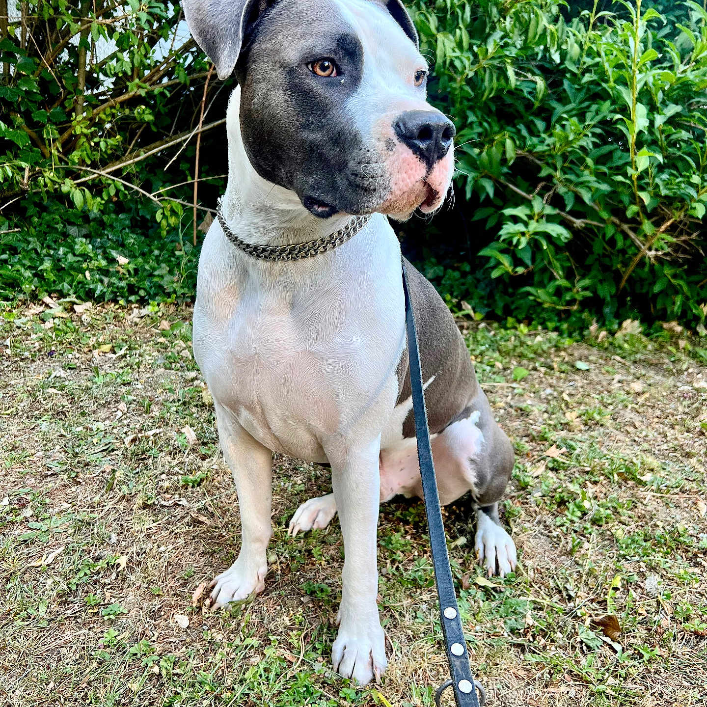 Simba