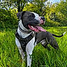 Simba a rejoint le concours — aidez-le/la à gagner de superbes lots ! dog, canine, pet, outdoor, grass, greenery, sunlight, nature, happy, tongue_out, black_and_white, collar, harness, trees, meadow, summer, playful, animal, mammal, field