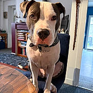 Simba participe au concours pour gagner de l'argent avec cette photo : dog, indoor, chair, table, mirror, bookshelf, carpet, collar, pet, canine, brown, white, black, fur, ears, nose, eyes, home, furniture, portrait