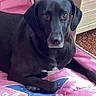 dog, black_dog, pet, animal, portrait, lying_down, sitting, bed, bedroom, pink_bedding, blanket, indoor, home, wardrobe, brown_eyes, floppy_ears, short_fur, white_chest, serious_expression, photography