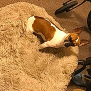 Bella is registered to the contest to win money with this photo: dog, small_dog, brown_and_white, fluffy_rug, carpet, indoor, stroller_wheel, slippers, pet, animal, cozy, home, floor, fur, ears, standing, looking_up, domestic, companion, cute