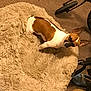 dog, small_dog, brown_and_white, fluffy_rug, carpet, indoor, stroller_wheel, slippers, pet, animal, cozy, home, floor, fur, ears, standing, looking_up, domestic, companion, cute