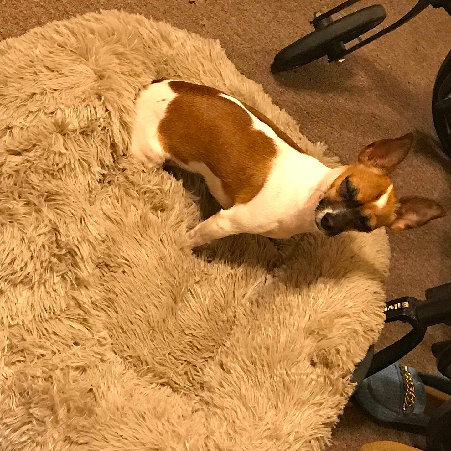 Bella is registered to the contest to win money with this photo: animal, brown_and_white, carpet, companion, cozy, cute, dog, domestic, ears, floor, fluffy_rug, fur, home, indoor, looking_up, pet, slippers, small_dog, standing, stroller_wheel