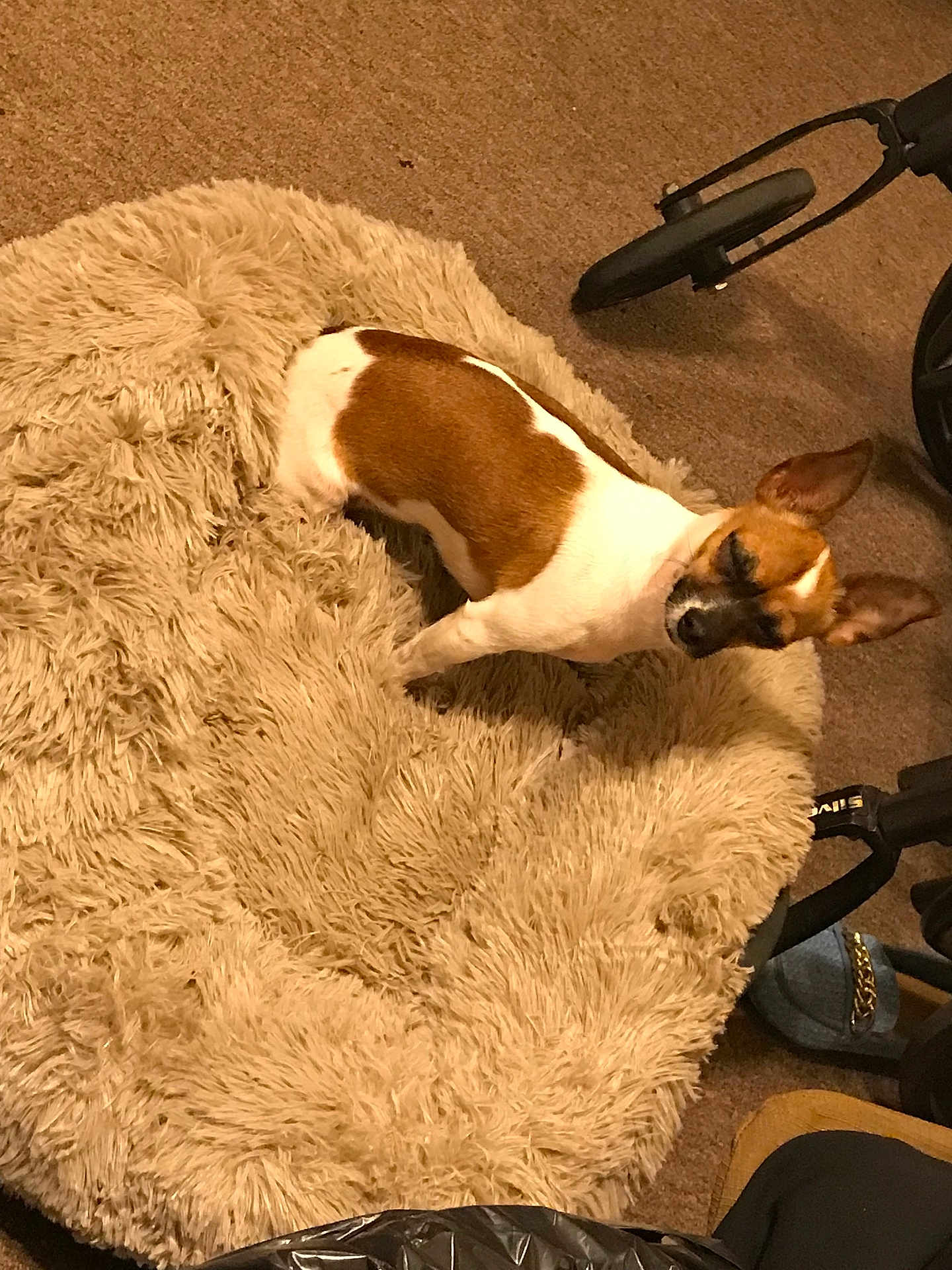 Bella is registered to the contest to win money with this photo: dog, small_dog, brown_and_white, fluffy_rug, carpet, indoor, stroller_wheel, slippers, pet, animal, cozy, home, floor, fur, ears, standing, looking_up, domestic, companion, cute
