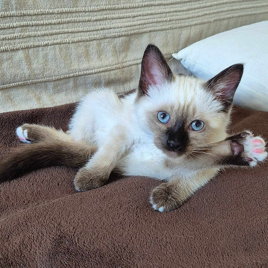 Ayla