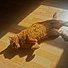 cat, orange_cat, sunlight, wooden_floor, shadow, indoor, pet, relaxed, feline, animal, fur, cute, laying_down, home, sunbeam, cozy, domestic_cat, resting, warm, sleepy