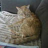 blanket, cat, couch, cozy, domestic_animal, fur, furniture, home, indoor, nap, newspaper, orange_tabby, pet, quiet, relaxing, resting, sleeping, soft_texture, tail, whiskers