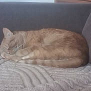 Bébé Ou Théo a rejoint le concours — aidez-le/la à gagner de superbes lots ! cat, orange_tabby, sleeping, cozy, blanket, couch, indoor, pet, fur, resting, animal, whiskers, tail, ears, cute, domestic_cat, feline, soft, comfortable, relaxed