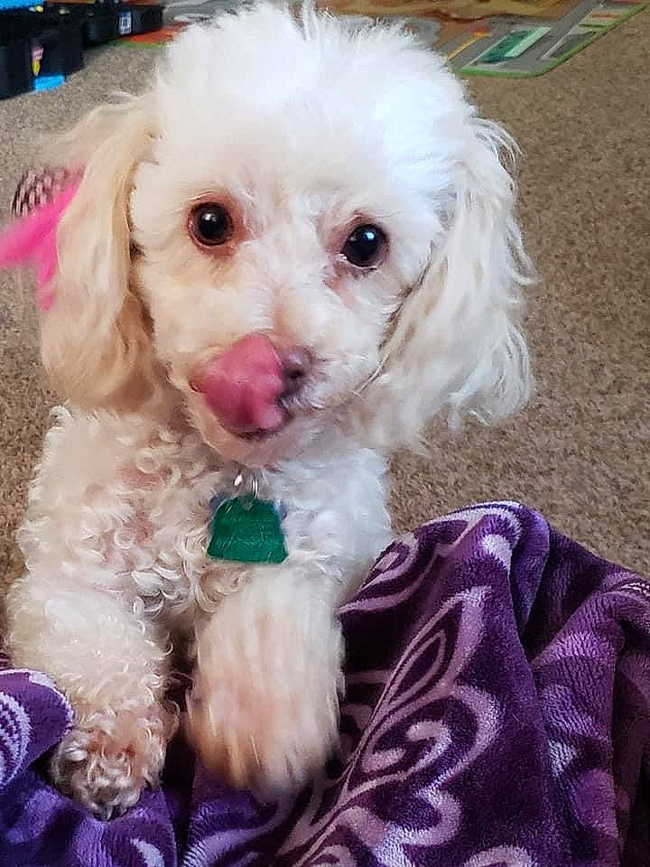 Smokie joined the competition — help win amazing prizes! canidae, carnivore, collar, companion_dog, dog, dog_breed, dog_collar, dog_supply, fur, labradoodle, maltepoo, pink, poodle, small_terrier, snout, sporting_group, sunglasses, terrier, toy_dog, water_dog