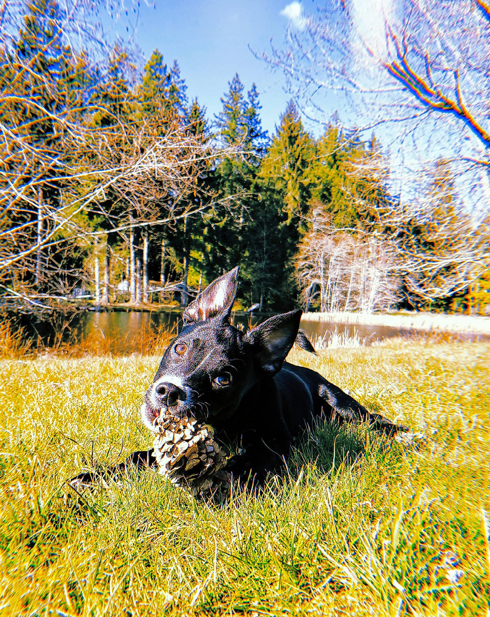 Otis joined the competition — help win amazing prizes! bovine, fawn, grass, meadow, pasture, plant, wildlife