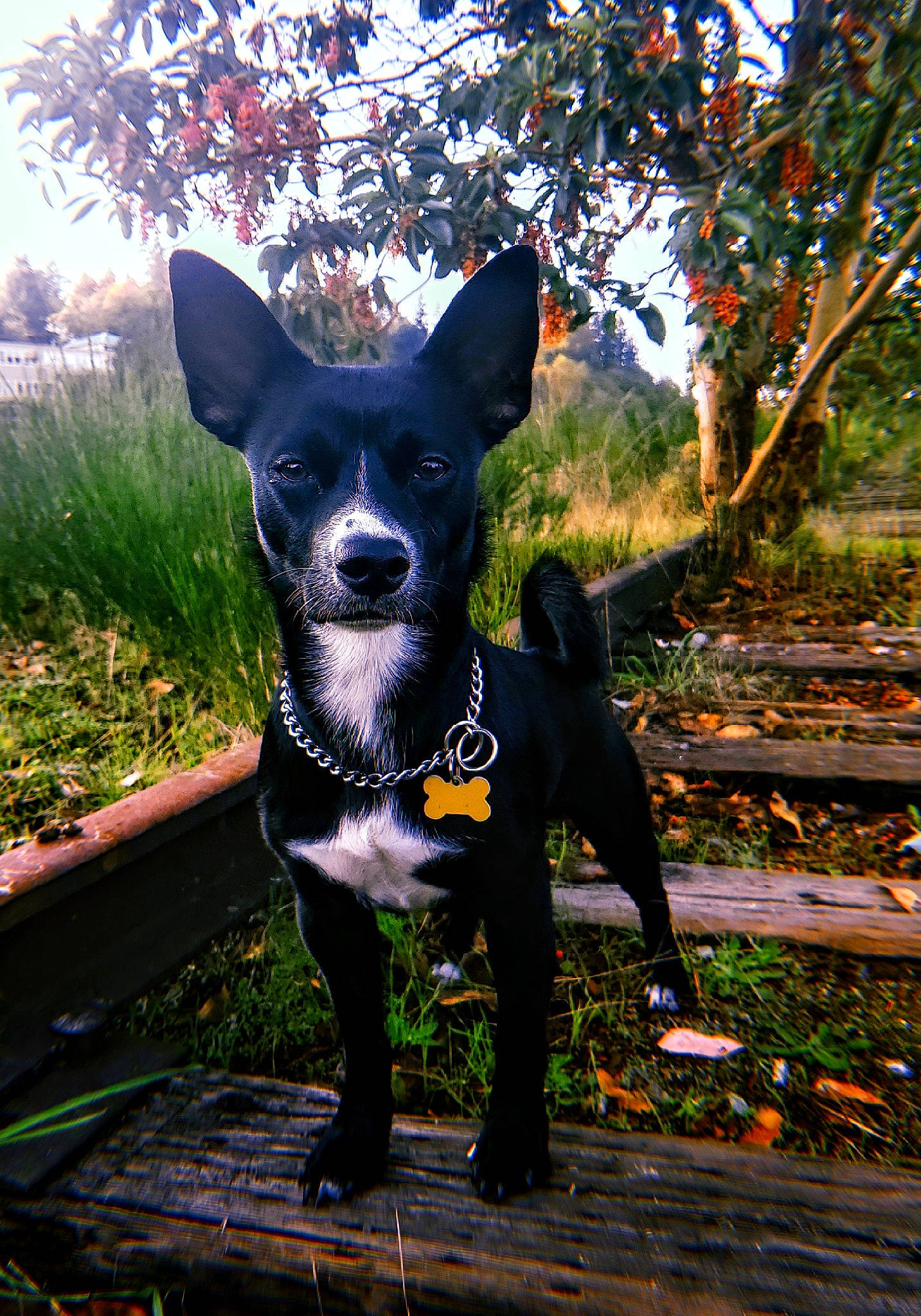 Otis joined the competition — help win amazing prizes! canidae, carnivore, dog, dog_breed, feist, formosan_mountain_dog, mammal, plant, snout, sporting_group, vertebrate, whiskers