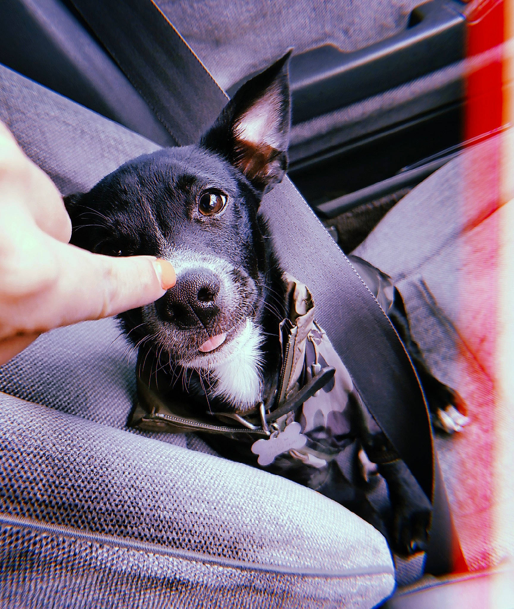 Otis joined the competition — help win amazing prizes! american_hairless_terrier, canidae, carnivore, dog, dog_breed, ear, feist, guard_dog, mammal, miniature_pinscher, non_sporting_group, puppy, rat_terrier, snout, teddy_roosevelt_terrier, toy_fox_terrier, whiskers