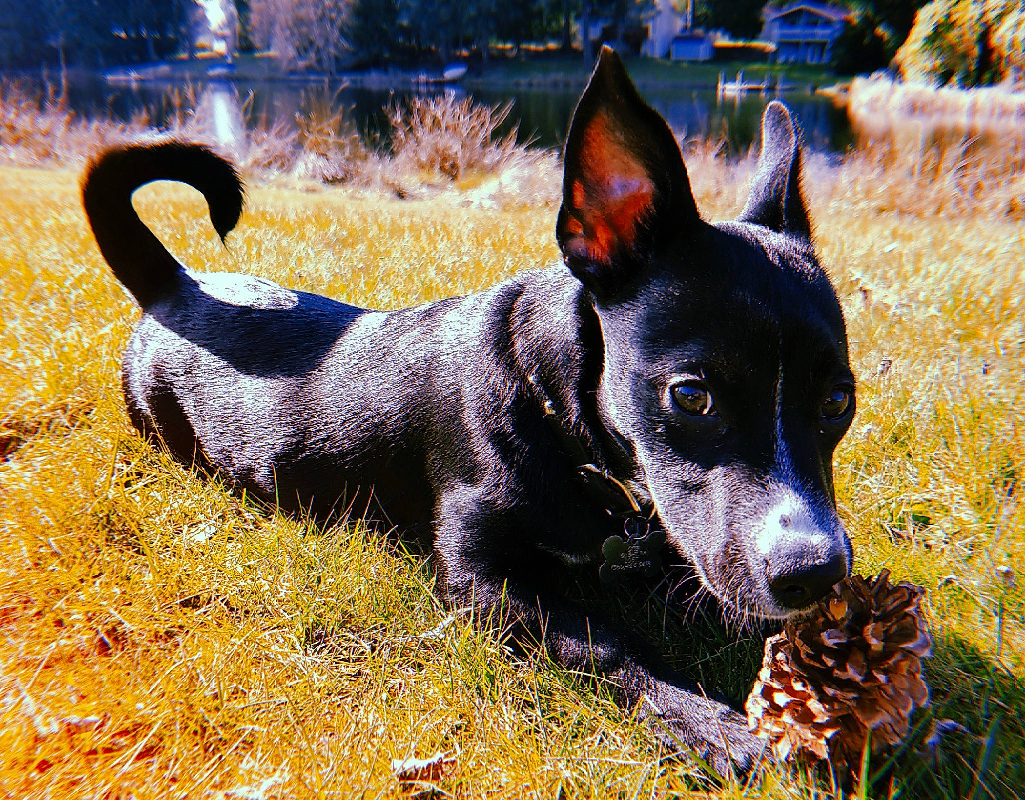 Otis is registered to the contest to win money with this photo: australian_kelpie, canidae, carnivore, dog, dog_breed, mammal, plant, snout, vertebrate
