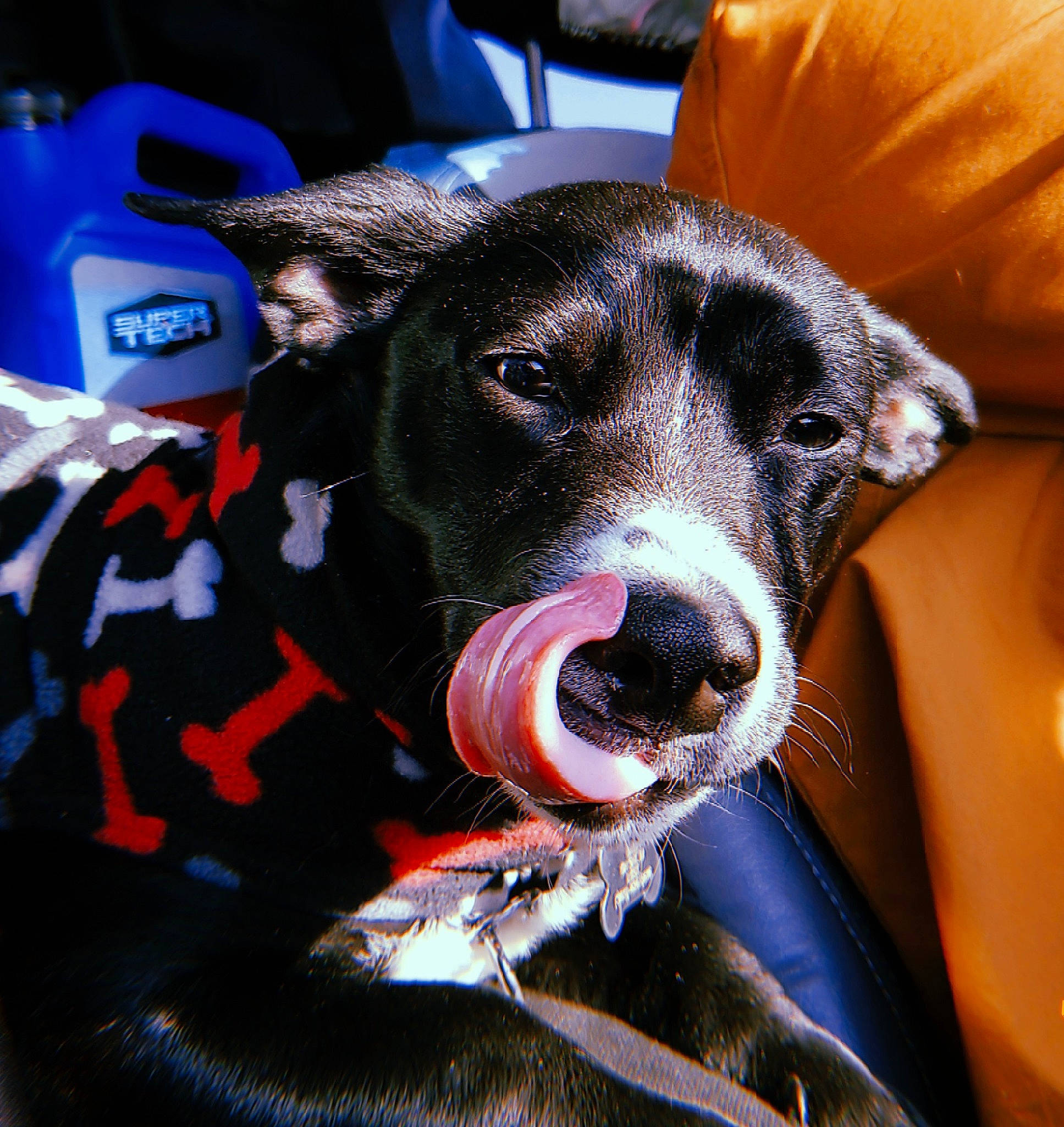 Otis joined the competition — help win amazing prizes! canidae, carnivore, dog, dog_breed, ear, feist, galgo_espanol, italian_greyhound, jaw, lurcher, mammal, non_sporting_group, snout, sporting_group, whiskers