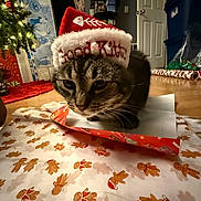 Tsuki joined the competition — help win amazing prizes! cat, tabby_cat, santa_hat, christmas_tree, wrapping_paper, gingerbread_man, holiday, festive, indoor, floor, decorations, red_color, white_color, brown_color, pet, cute, animal, christmas, holiday_season, celebration