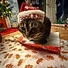 cat, tabby_cat, santa_hat, christmas_tree, wrapping_paper, gingerbread_man, holiday, festive, indoor, floor, decorations, red_color, white_color, brown_color, pet, cute, animal, christmas, holiday_season, celebration