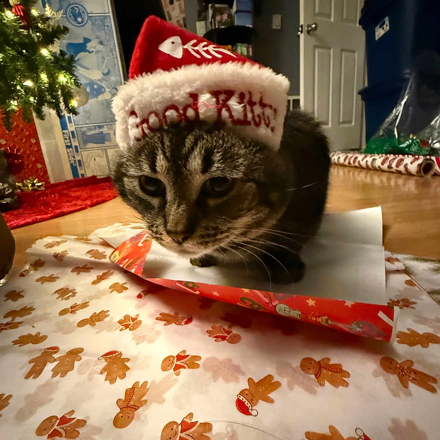 Tsuki joined the competition — help win amazing prizes! cat, tabby_cat, santa_hat, christmas_tree, wrapping_paper, gingerbread_man, holiday, festive, indoor, floor, decorations, red_color, white_color, brown_color, pet, cute, animal, christmas, holiday_season, celebration