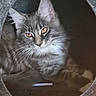 amber_eyes, animal, cat, cat_cave, circular_opening, closeup, cozy, curious, cute, feline, fluffy, gray_fur, indoor, pet, portrait, relaxed, resting, soft_blanket, tabby_cat, whiskers