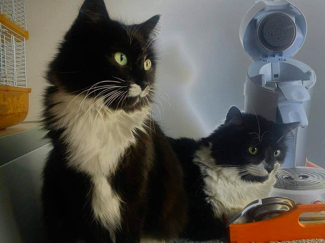 Mickey a rejoint le concours — aidez-le/la à gagner de superbes lots ! black_cat, box, carnivore, cat, cat_supply, domestic_short_haired_cat, felidae, fur, grey, paw, small_to_medium_sized_cats, tail, whiskers