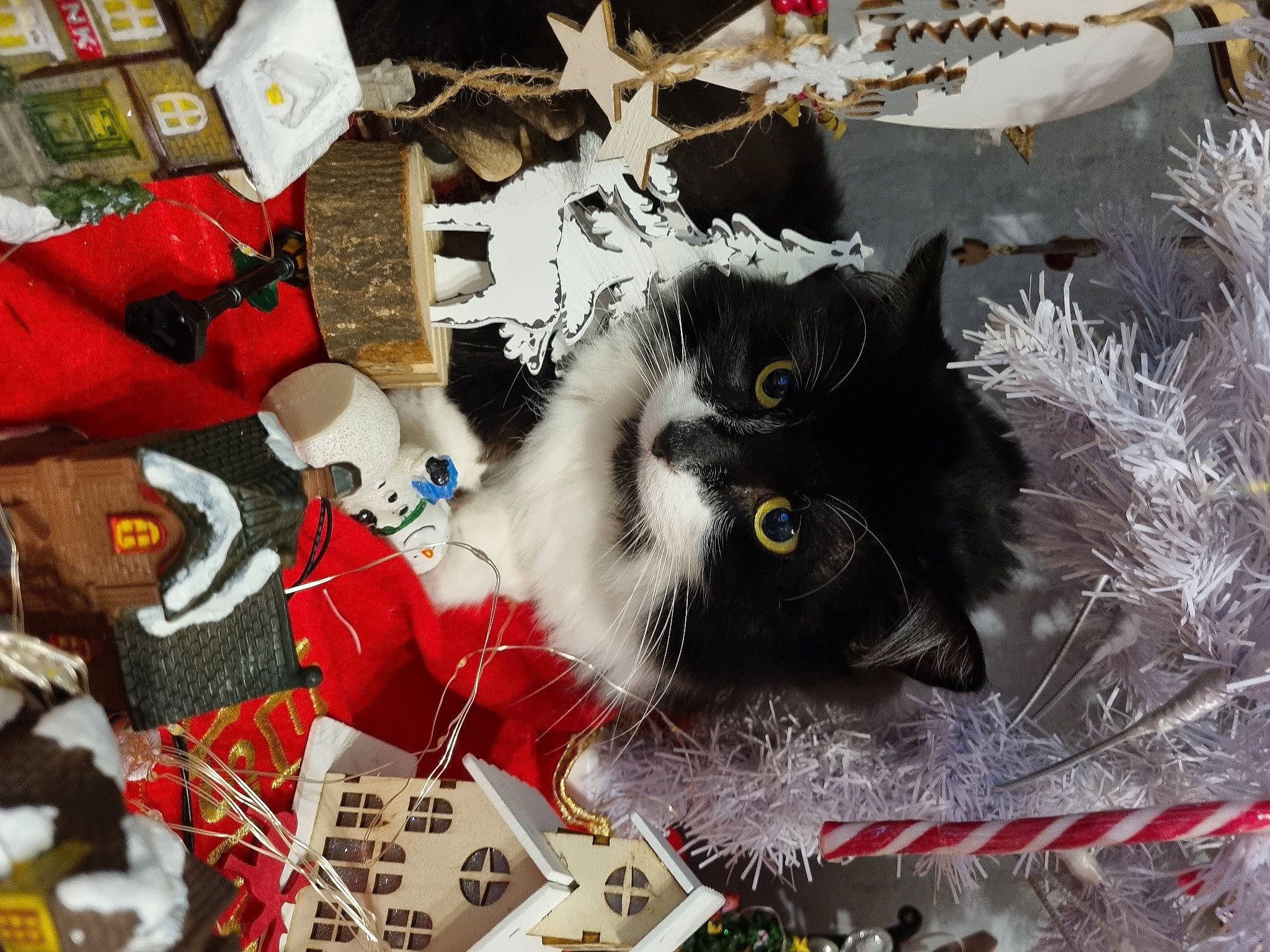 Mickey a rejoint le concours — aidez-le/la à gagner de superbes lots ! art, carmine, carnivore, cat, christmas, christmas_decoration, christmas_eve, christmas_ornament, collection, domestic_short_haired_cat, event, fashion_accessory, felidae, fur, holiday, pattern, small_to_medium_sized_cats, tail, textile, whiskers