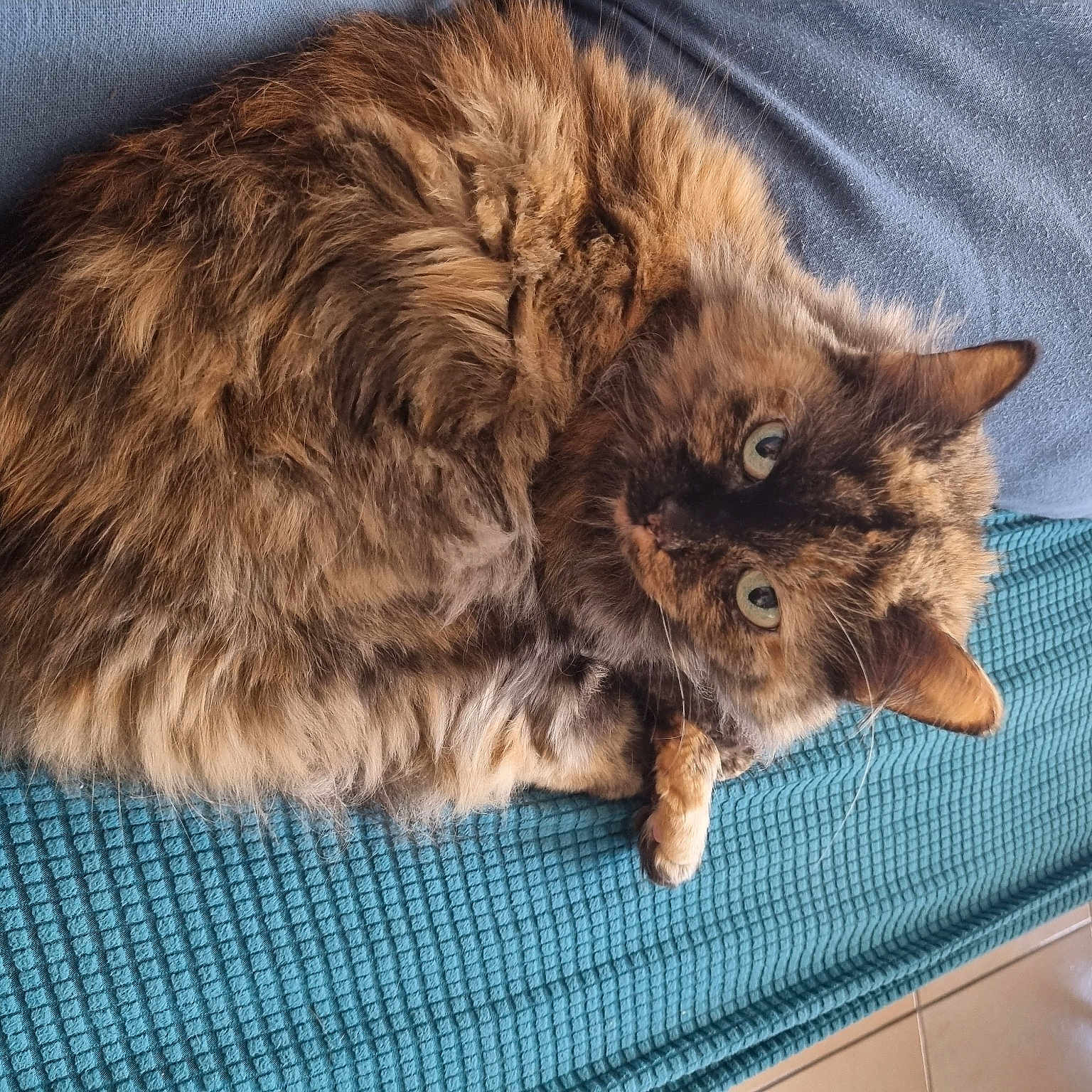 Bella