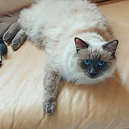 Chouquette a rejoint le concours — aidez-le/la à gagner de superbes lots ! cat, blue_eyes, fluffy, lying_down, beige_couch, indoor, pet, feline, relaxed, whiskers, fur, animal, domestic, cute, resting, portrait, close_up, soft_light, calm, cozy