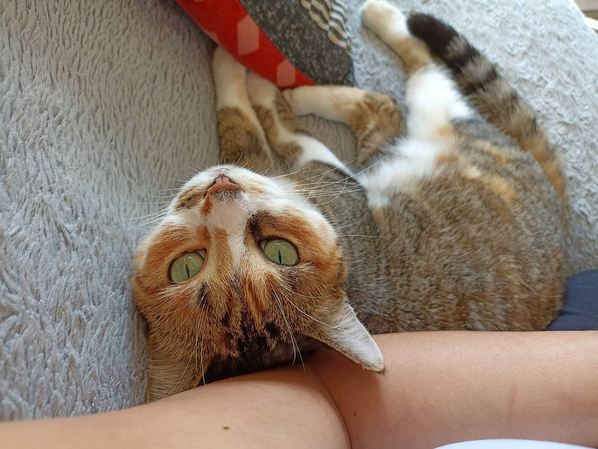 Clochette a rejoint le concours — aidez-le/la à gagner de superbes lots ! carnivore, cat, claw, comfort, domestic_short_haired_cat, eye, fawn, felidae, fur, hardwood, human_leg, nail, paw, small_to_medium_sized_cats, snout, tail, terrestrial_animal, textile, whiskers, wood