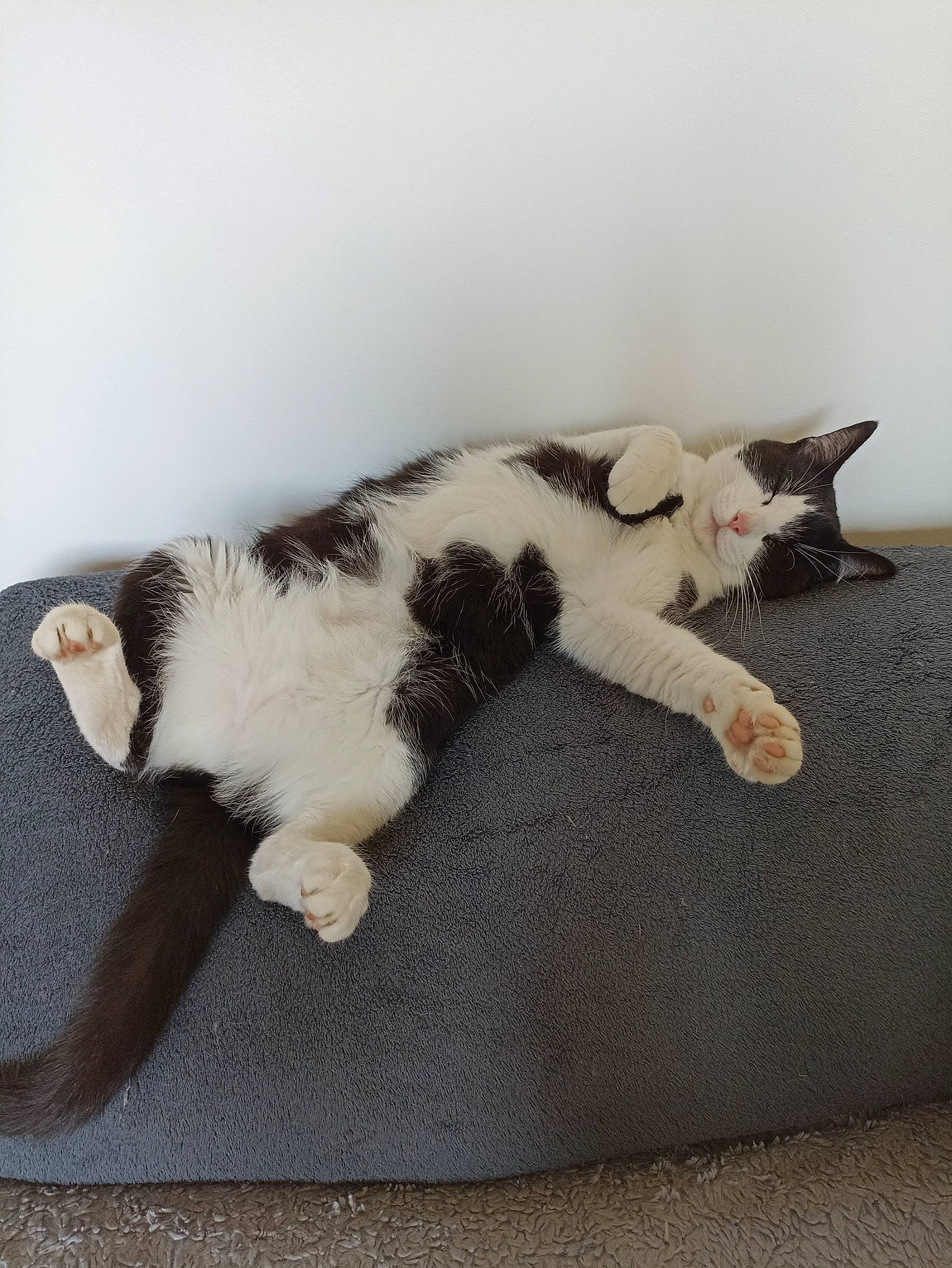 Replay a rejoint le concours — aidez-le/la à gagner de superbes lots ! canidae, carnivore, cat, claw, comfort, dog_breed, domestic_short_haired_cat, felidae, fur, linens, nap, paw, sleep, small_to_medium_sized_cats, snout, tail, whiskers, wood