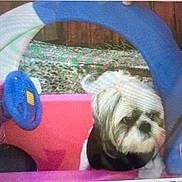 Jeter joined the competition — help win amazing prizes! dog, toy_car, plastic, blue, red, white, pet, outdoor, steering_wheel, small_dog, shih_tzu, animal, blurred, scratched_surface, background, fence, grass, play, cute, pet_toy