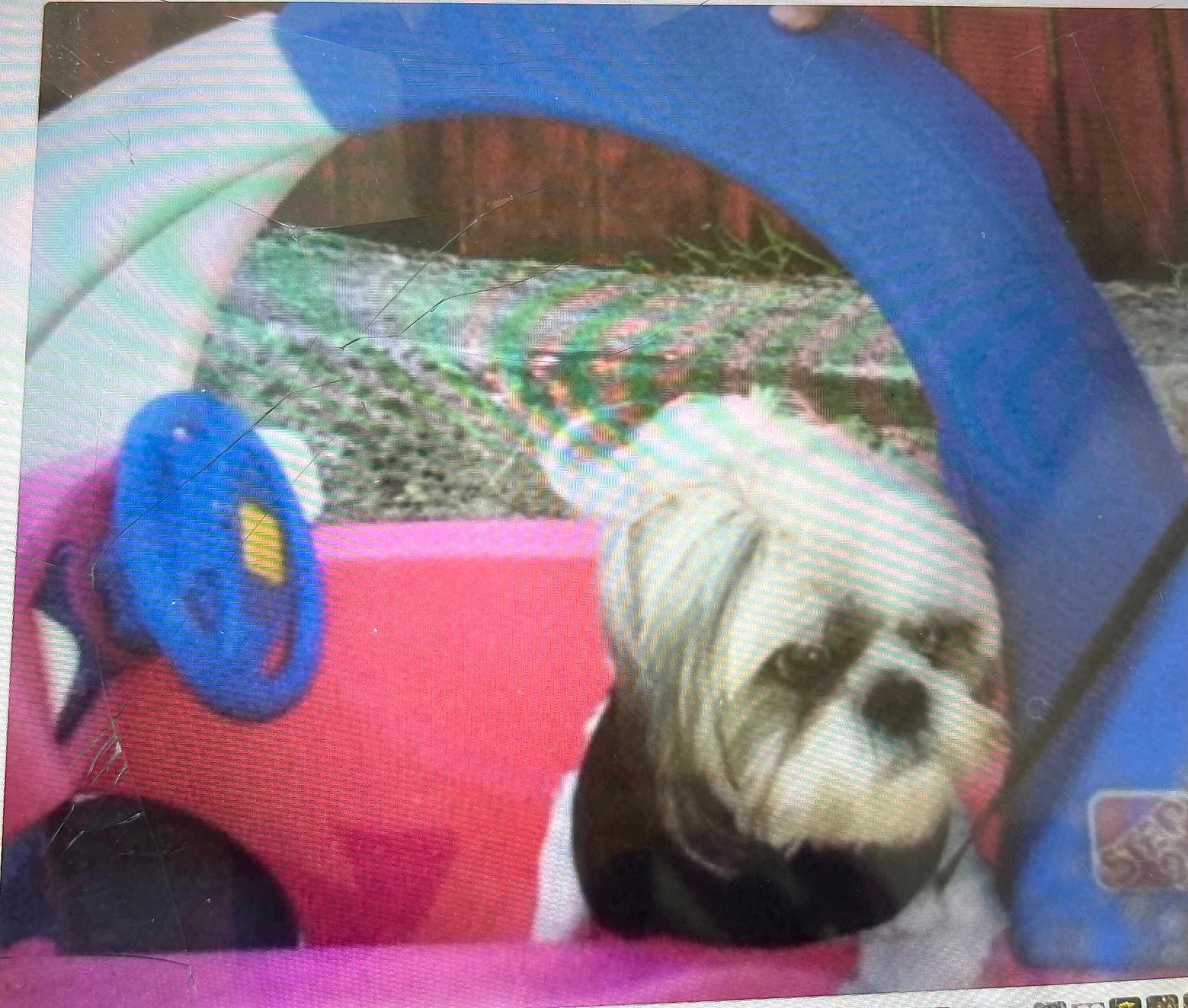 Jeter joined the competition — help win amazing prizes! dog, toy_car, plastic, blue, red, white, pet, outdoor, steering_wheel, small_dog, shih_tzu, animal, blurred, scratched_surface, background, fence, grass, play, cute, pet_toy