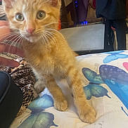 Pikachu is registered to the contest to win money with this photo: kitten, orange_tabby, cat, pet, animal, indoor, blanket, butterfly_pattern, paw, hand, curious, cute, feline, young, fur, whiskers, ears, bedroom, colorful, soft